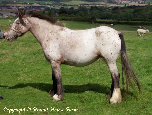 hermits ghost charisma